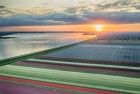 Drone tulips during sunset