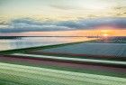 Drone tulips during sunset