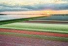 Drone tulips during sunset