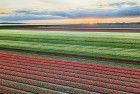 Drone tulips during sunset