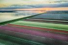 Drone tulips during sunset