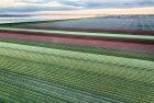 Drone tulips during sunset