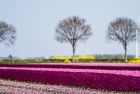 Tulip field in the Flevopolder