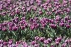 Tulip field in the Flevopolder