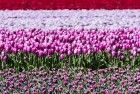 Tulip field in the Flevopolder