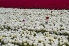 Tulip field in the Flevopolder