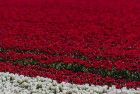 Tulip field in the Flevopolder