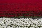 Tulip field in the Flevopolder