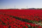 Tulip field in the Flevopolder