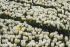 Tulip field in the Flevopolder