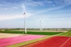 Tulip field from my drone near Zeewolde