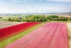 Tulip field from my drone near Zeewolde