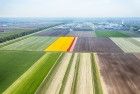 Tulip fields from my drone near Zeewolde