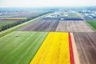 Tulip field from my drone near Zeewolde