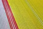 Tulip field from my drone near Zeewolde