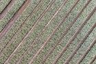 Tulip field from my drone near Zeewolde