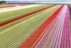 Tulip field from my drone near Almere-Haven