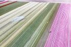 Tulip field from my drone near Almere-Haven