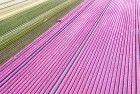 Tulip field from my drone near Almere-Haven