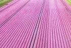 Tulip field from my drone near Almere-Haven