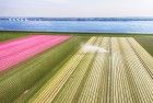 Tulip field from my drone near Almere-Haven