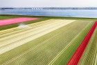 Tulip field from my drone near Almere-Haven