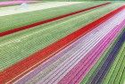 Tulip field from my drone near Almere-Haven