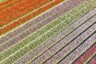Tulip field from my drone near Almere-Haven