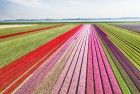 Tulip field from my drone near Almere-Haven