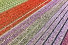 Tulip field from my drone near Almere-Haven