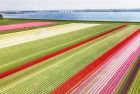 Tulip field from my drone near Almere-Haven