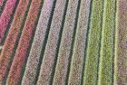 Tulip field from my drone near Almere-Haven