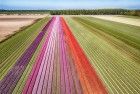 Tulip field next to lake Gooimeer