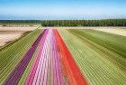 Tulip field next to lake Gooimeer