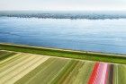 Tulip field next to lake Gooimeer