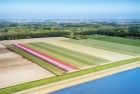 Tulip field next to lake Gooimeer