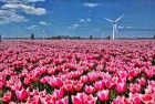 Tulips and windmills