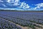 Tulip fields near Almere