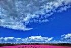 Tulip fields near Almere