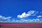 Tulip fields near Almere