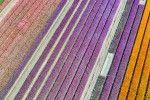 Tulip colours from above