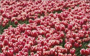 Tulips