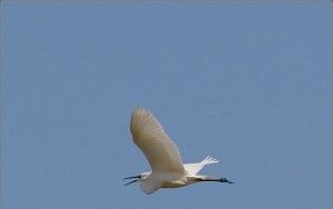 Flying heron