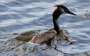 Bird in the water