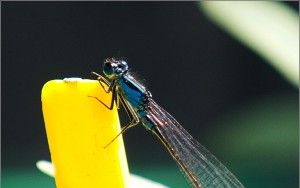 Dragonfly