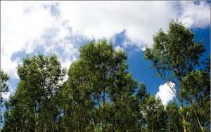 Blue sky and clouds