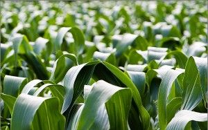 Cornfield