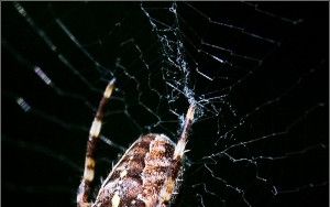 Spider