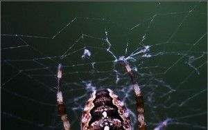 Spider