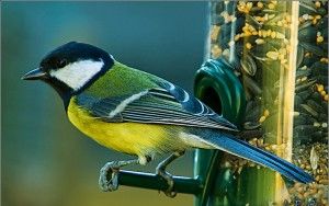 Great tit